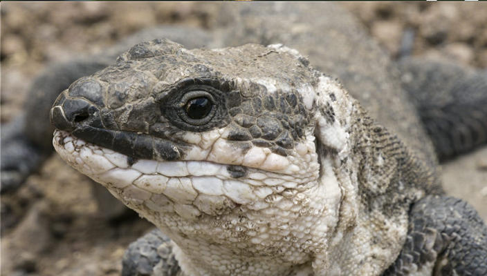 lagomera_Grabación_Lagarto_Gigante_2020