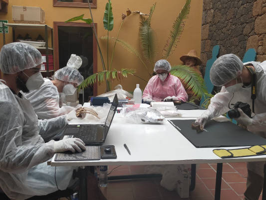 el_hierro_estudio_poblacion_bimbache_2020 Ambicioso estudio de la población bimbache por investigadores