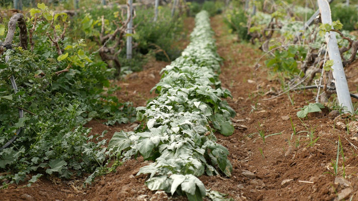 la_gomera_cultivo_papas_2020 Se mantiene abierto el plazo de solicitud para las ayudas al sector primario