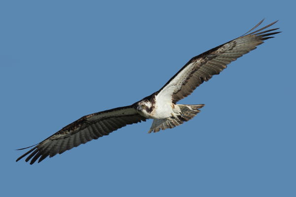 GOBCAN_Águila_pescadora_Beneharo_Rodríguez_2020 Actuaciones para la conservación del guincho y halcones de Berbería