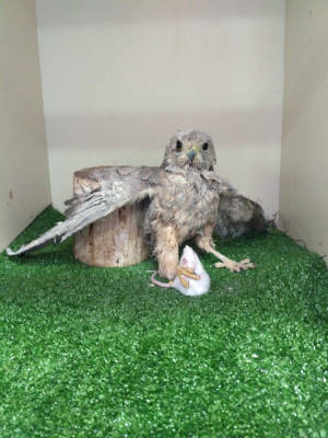 tenerife_trampas_aves_pegamento_2020 Peligro para las aves que supone el uso de trampas de pegamento