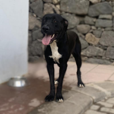 gcanaria_listos_para_adoptar_2020 Más de un centenar de perros y gatos listos para ser adoptados