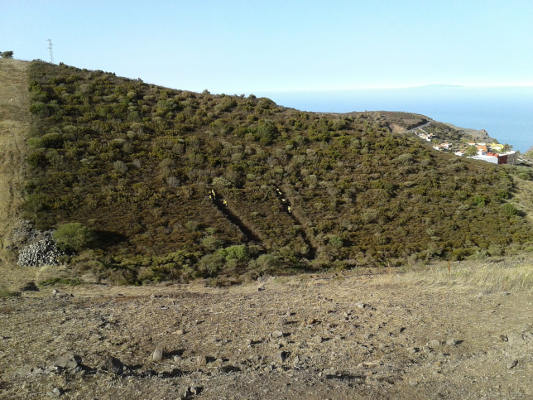 la_gomera_refuerzo_contra_incendios_2020 Trabajos de refuerzo contra incendios en núcleos poblacionales