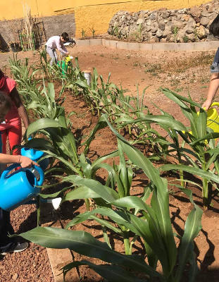 tenerife_Huertos_Escolares_2020 23 proyectos educativos para alumnado de Infantil a Secundaria