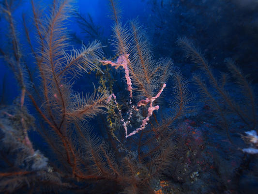 tobcan_transicion_ecologica_Coral_Negro_2020 Se estudia el estado de conservación y diversidad de los corales