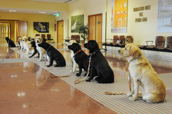 gobcan_perros_de_asistencia_2020 Reglamento de perros de asistencia para personas con discapacidad