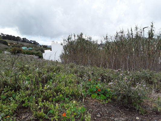 gcanaria_ayudas_desbroce_de_fincas_2021 Ayudas para desbrozar más de 30 Ha de suelo agrícola abandonado