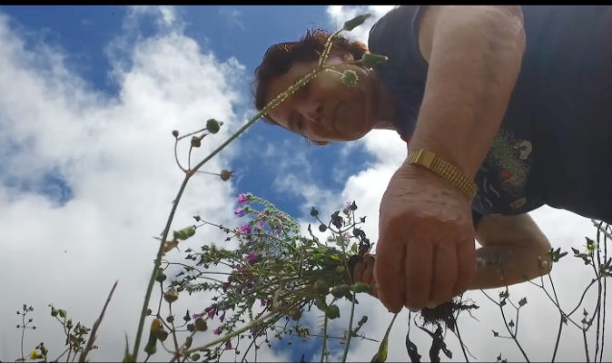 gcanaria_usos_plantas_silvestres_2021 Las plantas silvestres en Gran Canaria desde los aborígenes