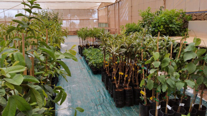 lanzarote_Campaña_frutales_2021 Nueva campaña de venta de árboles frutales con más de 1.000 ejemplares