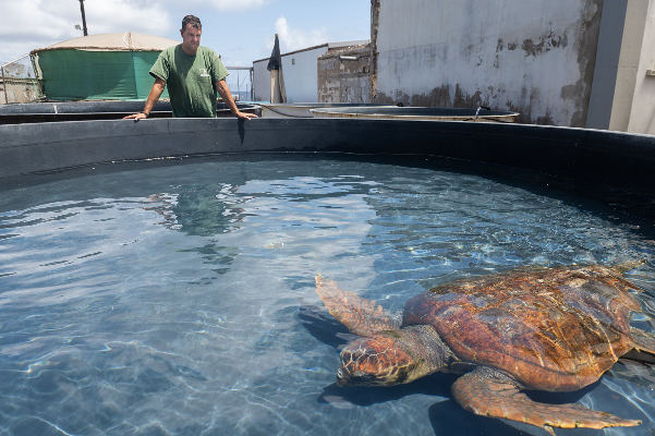 gcanaria_centro_rehabilitacion_fauna_2021 El lugar en el que acontece el milagro de volver a alzar el vuelo