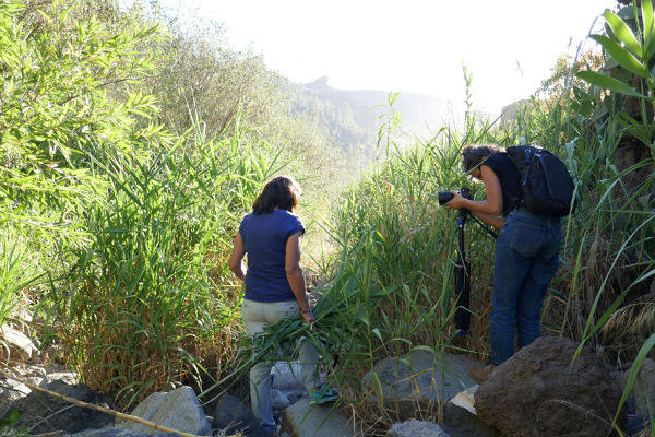 gcanaria_testimonios_mujeres_forestales_ambientales_2021 Testimonios de las mujeres de espacios forestales y ambientales