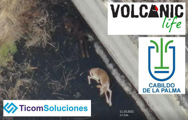lapalma_comida_agua_animales_2021