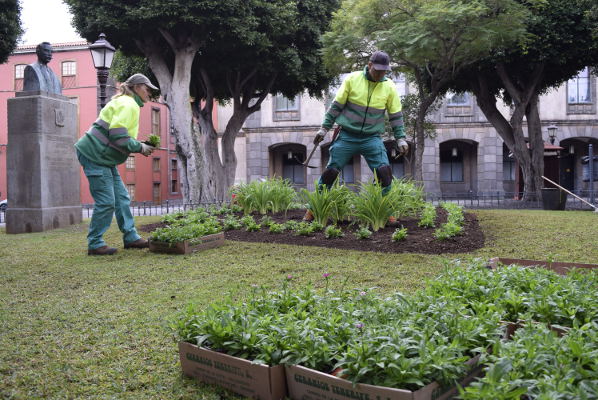 lalaguna_serv._municipales_2025 La Laguna embellece las plazas con más de 2.100 plantas