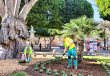La Laguna añade color a sus espacios ajardinados La Laguna añade color a sus espacios ajardinados
